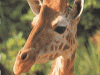 B&B a Pistoia vicino allo zoo