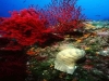 dove dormire per fare sub a ponza