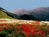 Varietà di fiori e colori