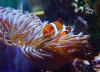 Super-offerta-Sharm-vacanza-allinclusive-resort-volo-trasfer