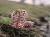 Fiore della Fioritura di Castelluccio