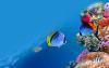 Snorkeling Mari Cristallini Vacanza Top Sharm El Sheik