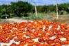 Prodotti bio agriturismo km0 Trapani