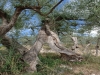 Secular olive trees in Umbria