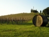 Vineyard in the hills of Chianti