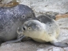 Pesci e animali all'interno e all'esterno