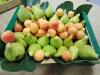 Fichi di stagione appena raccolti dall'orto