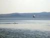 Fishing and Swimming in the Lake of Bolsena