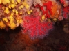 sea Sardinia: Red coral of Alghero
