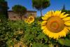Agriturismo in Campagna ideale per Famiglie-Gruppi-Asciano