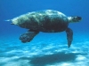 tartarughe a lampedusa