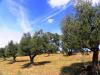 Uliveto nella tenuta agricola Agriturismo a Gubbio