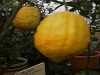 Cedro di Diamante