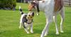 Casolare Gubbio ammessi animali domestici