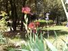 Fiori nel parco a Corciano