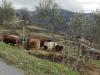 Prati vicino Firenze: Azienda-Agrituristica Val di Sieve