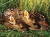 Natural Wildlife in the National Park of Circeo