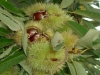 Castagne sugli alberi