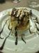 Dessert con cioccolato