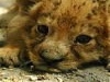 Cuccioli di varie specie a Pistoia