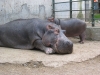 Dove dormire vicino allo Zoo di Pistoia