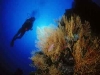 Diving in Ponza