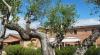 Oliveto e vista della Country House
