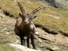 Animals in gran paradiso