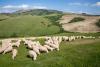 Allevamento di pecore alla Fattoria di Volterra