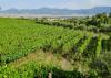 Tenuta Sorrentino