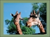 Vacanze allo Zoo di Pistoia in Toscana