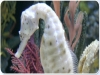 Giochi acquatici per adulti e bambini