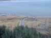 Canna lacustre