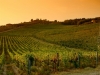 Chianti Wineyard 