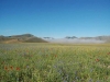 Castelluccio flowering 8