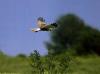 Birds and Mamals in the Circeo Natural Park