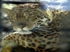 I tuoi amici animali allo zoo