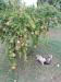 Albero di Melograni nel nostro orto