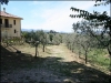 Uliveto dell'Agriturismo