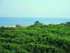 Vista spiaggia di Tagliata