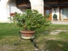 Trepiede tondo