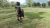 Agriturismo con animali da cortile Bettona