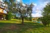 Ulivo nell'agriturismo vicino al Trasimeno