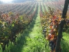 filari di uva di sagrantino
