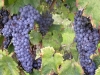 Cantine Aperte