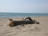 vacanza mare grosseto
