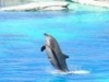 Shows with dolphins in Viserbella