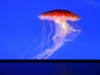 Meduse, Stelle Marine, Pesci Nemo
