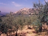 Ulivi secolari in Umbria