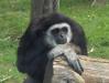 Festeggiare il Compleanno allo Zoo di Falconara
